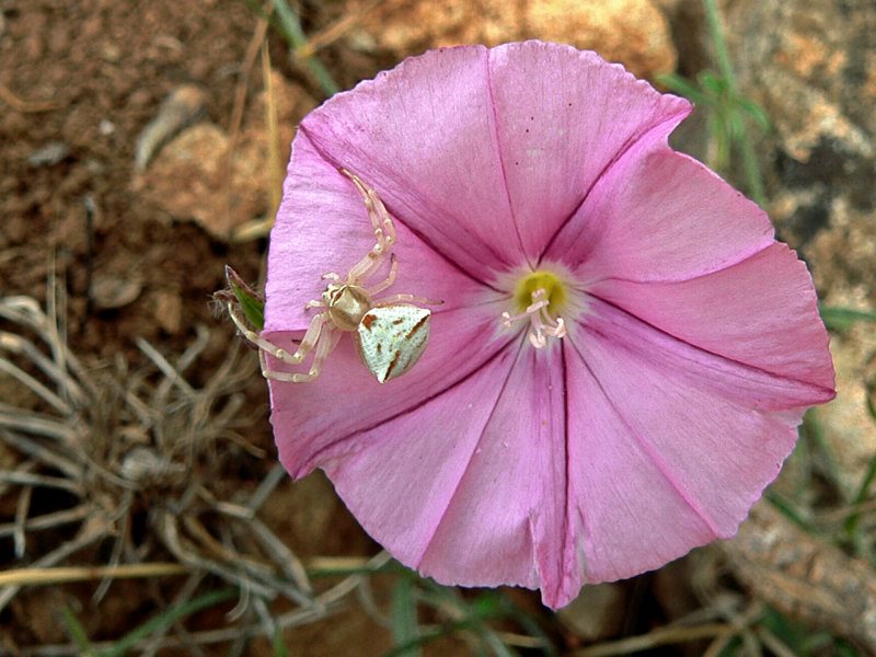 Ragnetto su convolovolo:  Thomisus onustus, femmina - Sardegna centro-orientale (OG)